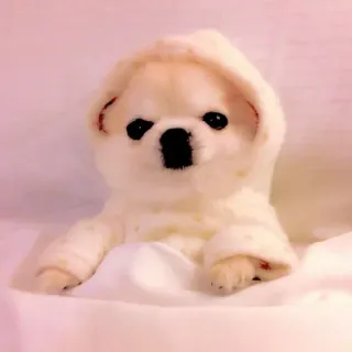 🥺 chó, chó con, dễ thương, động vật, thú cưng, áo hoodie, mềm mại telegram sticker