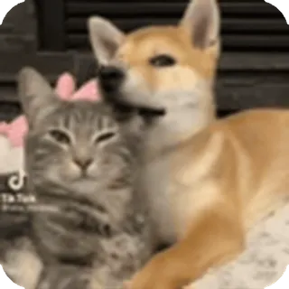 🌟