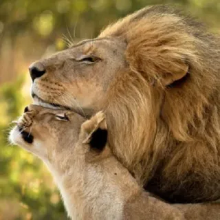 👩‍❤️‍💋‍👨 leoni, leone, leonessa, animali, natura, fauna selvatica, grandi felini telegram sticker
