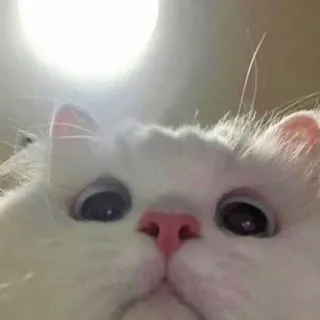 😳 kot, biały kot, zwierzę, zwierzę domowe, słodki, puszysty telegram sticker