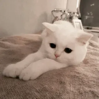💓 кот, животное, белый кот, милый, питомец, котенок whatsapp sticker