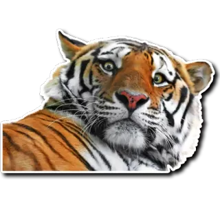 😨 tigre, animal, fauna, gato, naturaleza, mamífero whatsapp sticker