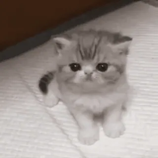 😐 kotek, kot, słodki, zwierzę, zwierzę domowe, zwierzę domowe telegram sticker