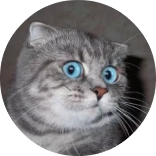 😣 chat, surpris, yeux bleus, animal, animal de compagnie telegram sticker