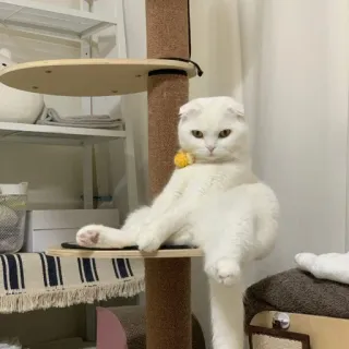 😡 cat, white cat, pet, animal, Scottish Fold, cat tree, cute telegram sticker