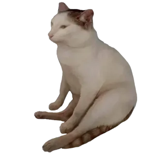 🐱 kucing, binatang, hewan peliharaan, kucing putih, kucing domestik, kucing duduk whatsapp sticker