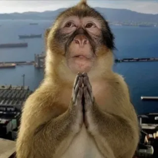 🙏 monkey, praying, meme, funny, barbary macaque, animal telegram sticker