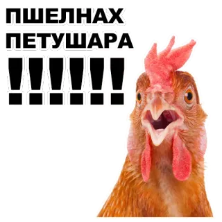 😡 ПШЕЛНАХ ПЕТУШАРА !!!!!! poulet, coq, oiseau, offensant, insulte whatsapp sticker