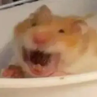 🤣 hamster, rongeur, animal, drôle, mème, animal de compagnie telegram sticker