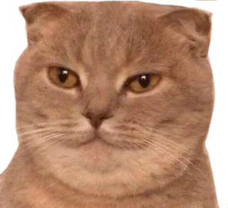 😐 cat, angry, meme, pet, scottish fold, cute, funny telegram sticker