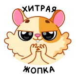 😈 criceto, animale, carino, cartone animato, divertente, meme telegram sticker
