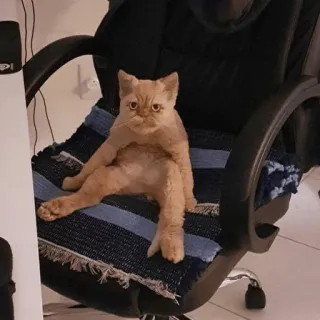 😡 gato, cadeira, animal de estimação, animal, gato doméstico, sentado whatsapp sticker
