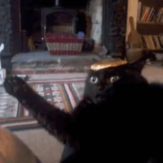 😶 cat, animal, pet, black cat, playful, indoors, fireplace telegram sticker
