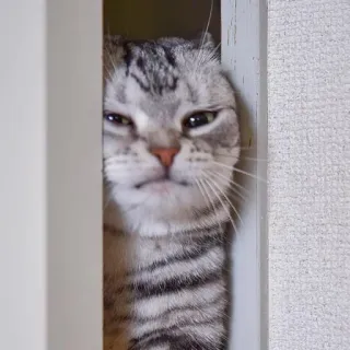 🤍 gatto, scottish fold, animale domestico, animale, gatto domestico, a strisce telegram sticker