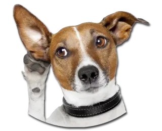 🙉 dog, listening, animal, pet, cute, attentive telegram sticker