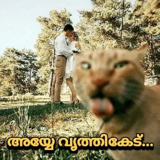 😂 അയ്യേ വൃത്തികേട്... cat, tongue, funny, meme, wedding, couple telegram sticker