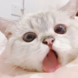 🥵 cat, kitten, animal, pet, cute, adorable, funny whatsapp sticker
