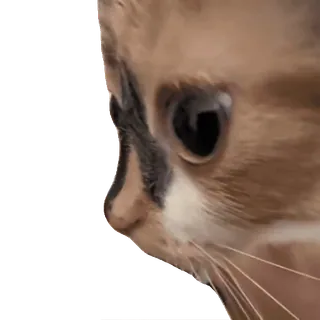 👀 cat, animal, pet, close-up, profile telegram sticker