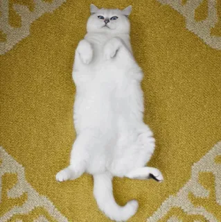 🌝 gato, gato branco, gato fofo, gato doméstico, animal, animal de estimação, felino whatsapp sticker