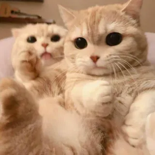 😺 gatos, animais, fofo, animais de estimação whatsapp sticker