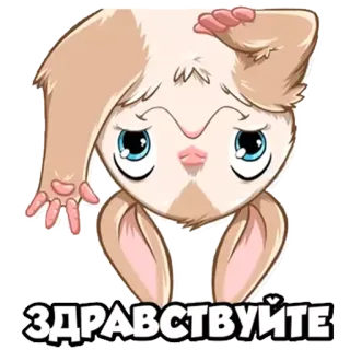 🙋 ЗДРАВСТВУЙТЕ chào, xin chào, dễ thương, hoạt hình telegram sticker