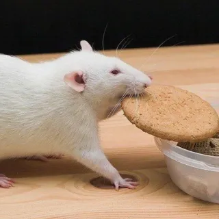 🐀 szczur, gryzoń, ciastko, jedzenie, zwierzę, biały telegram sticker