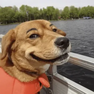 🐕 cachorro, animal de estimação, animal, colete salva-vidas, barco, lago, sobrancelhas telegram sticker