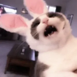 🐈 кот, зайчик, уши, животное, смешной telegram sticker