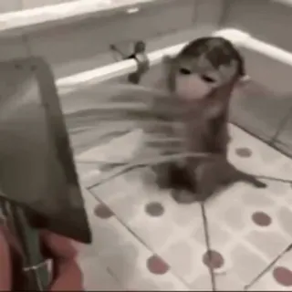 🚿 cat, animal, shower, bath, funny whatsapp sticker
