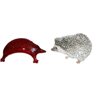 🤨 hedgehog, animal, nature, wildlife, mammal telegram sticker