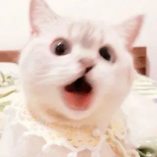 ☁️ gato, animal, lindo, gracioso, meme, sorprendido, impactado telegram sticker