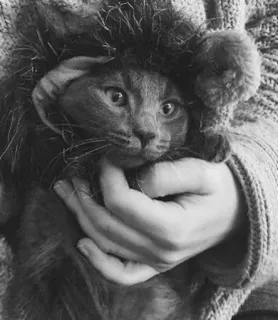 🖇 cat, lion, animal, cute, pet, costume telegram sticker