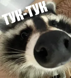 🤓 ТУК-ТУК raccoon, animal, cute, funny, russian, knock knock telegram sticker