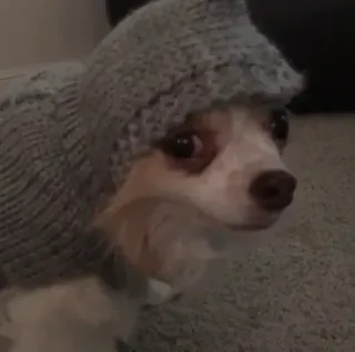 🐩 dog, animal, sweater, pet, cute, domestic animal telegram sticker