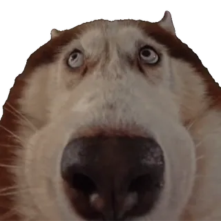 🙄 Hund, Husky, Haustier, Tier, Meme, lustig, Nahaufnahme whatsapp sticker