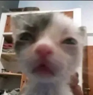 😐 кот, котенок, животное, милый, питомец, мем telegram sticker
