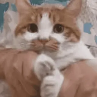 🌚 猫, かわいい, 動物, ペット, オレンジ, 白, 家畜 whatsapp sticker