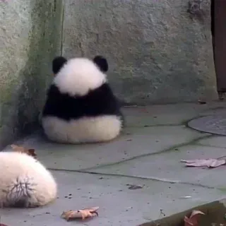 😔 熊猫, 动物, 可爱, 野生动物, 熊, 哺乳动物 telegram sticker