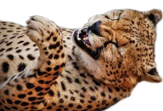 ⏫ cheetah, animal, wildlife, big cat, mammal, spotted whatsapp sticker