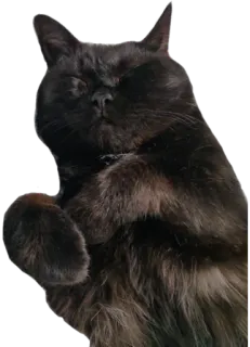 🤫 kucing, kucing hitam, hewan, hewan peliharaan whatsapp sticker