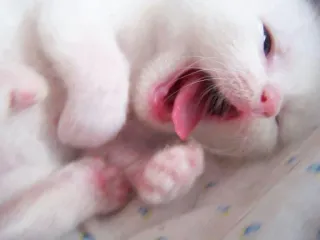 🐱 kot, kociak, zwierzę, zwierzak, biały, ziewanie, słodki telegram sticker