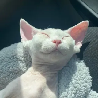 🐱 cat, animal, pet, white cat, sleeping, cute telegram sticker