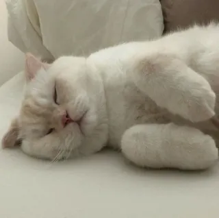 😴 gatto, dormire, animale, gatto bianco, animale domestico, animale da compagnia telegram sticker