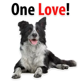 ❤️ One Love! dog, border collie, animal, one love, pet, cute, sticker telegram sticker