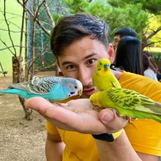 😱 homme, perruches, oiseaux, t-shirt jaune, nature, animaux, main, perruches ondulées telegram sticker