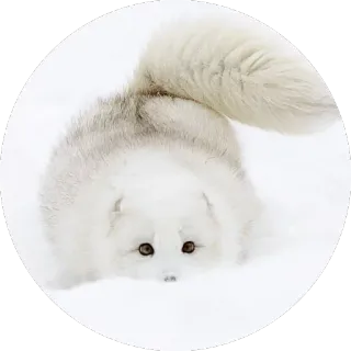 🦊 Fuchs, Polarfuchs, Weiß, Schnee, Tier, Niedlich telegram sticker