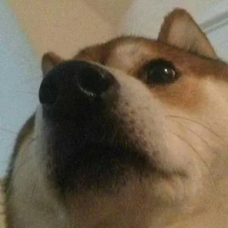 😯 doge, shiba inu, cane, meme, primo piano, animale domestico telegram sticker