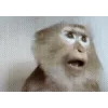 🐵