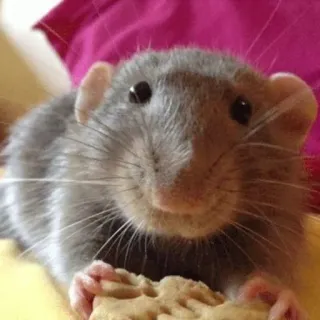 🐀 szczur, zwierzę, gryzoń, słodki, ciastko, szary telegram sticker