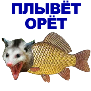 🐠 opossum, poisson, animal, nature whatsapp sticker